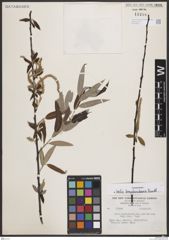 Foto von Salix bonplandiana Kunth